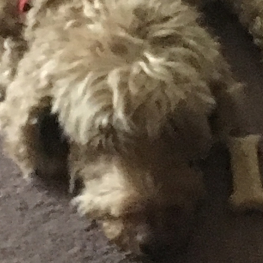 Meet your Posher, Elysia